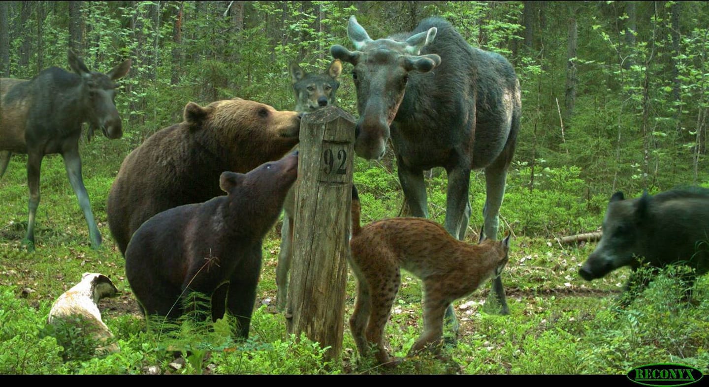 Методология и объекты мониторинга животного мира