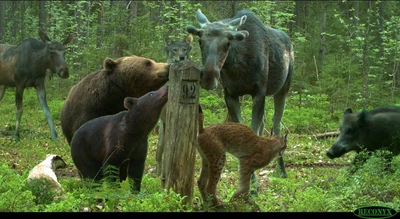 Методология и объекты мониторинга животного мира